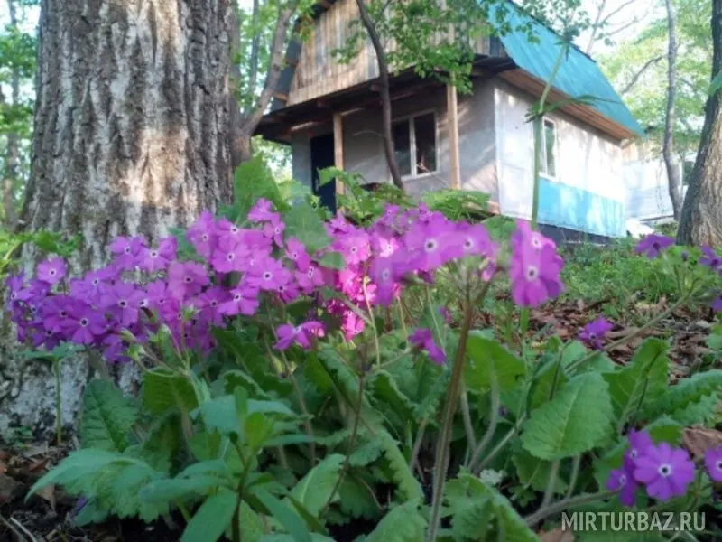 База отдыха Фазенда Новгородская