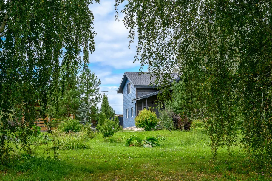 Смородиновый куст