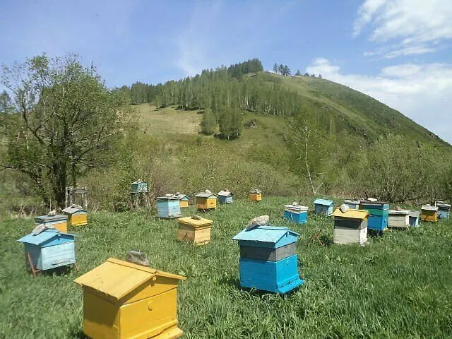 Гостевой дом Пасека Высокогорье